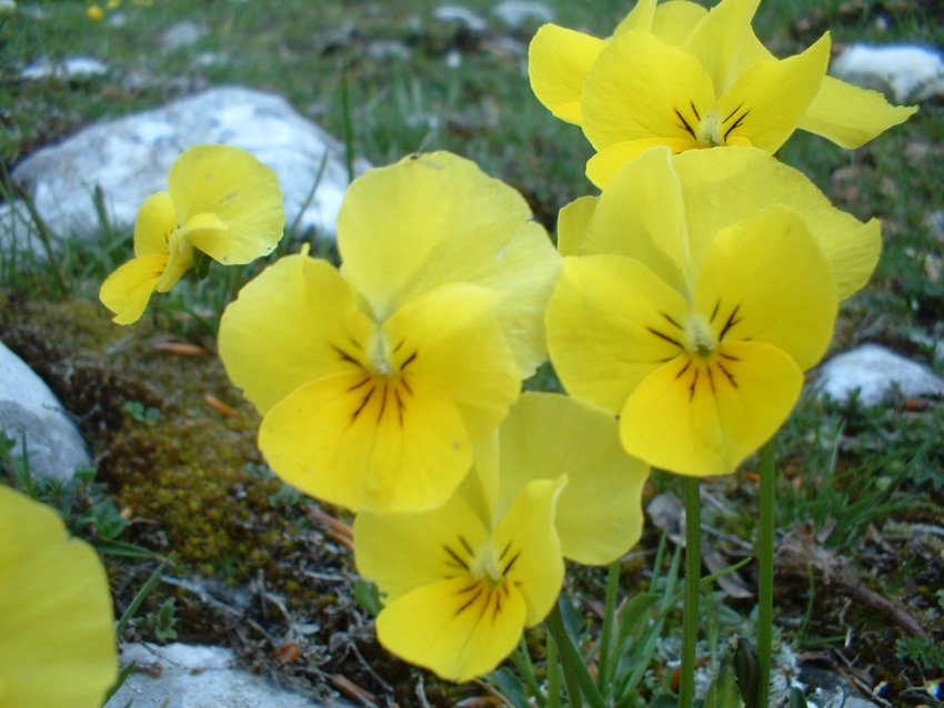 Anemone nemorosa, viola eugeniae, ranunculo